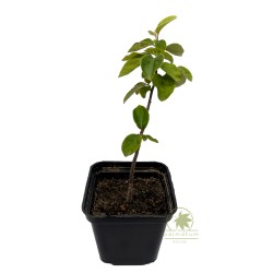 Pigwa pospolita (cydonia oblonga) sadzonka
