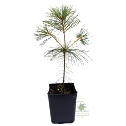Sosna Armanda (pinus armandii) sadzonka