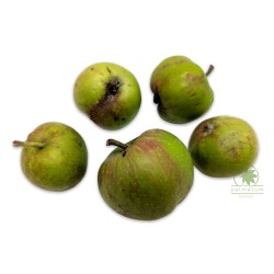 Jabłoń dzika (nasiona)