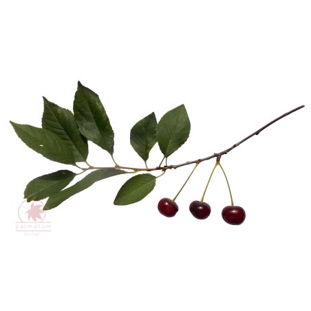 Wiśnia pospolita (prunus cerasus) nasiona