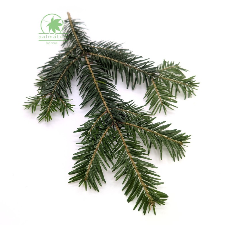 European silver fir (abies alba) seeds