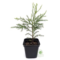 Giant sequoia (sequoiadendron giganteum) seedling