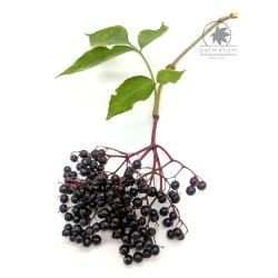 Bez czarny (sambucus nigra) nasiona