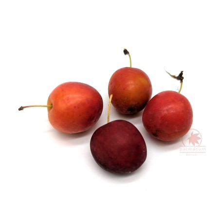 Cherry plum (prunus cerasifera, myrobalana, divaricata) seeds