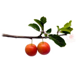 Śliwa wiśniowa, ałycza (prunus cerasifera, myrobalana, divaricata) nasiona