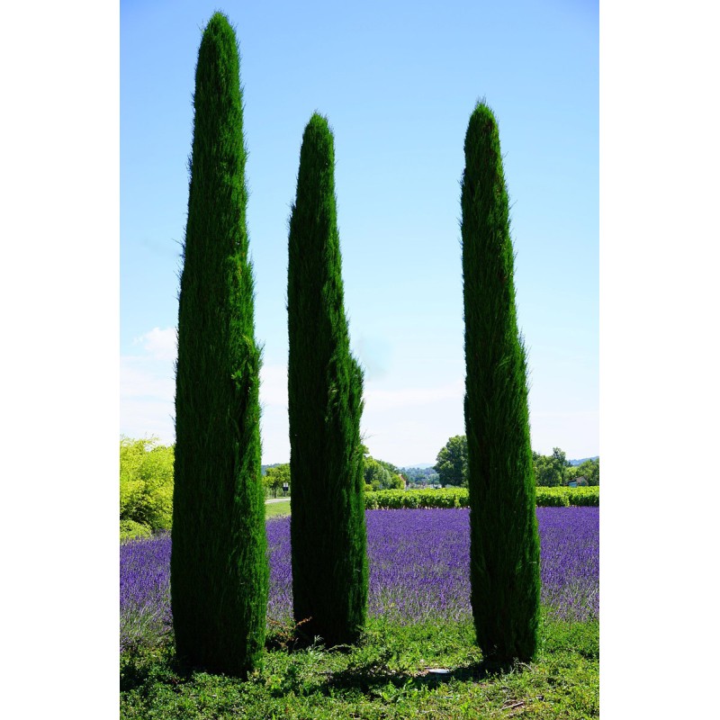 Mediterranean cypress stricta (cupressus sempervirens stricta) seeds
