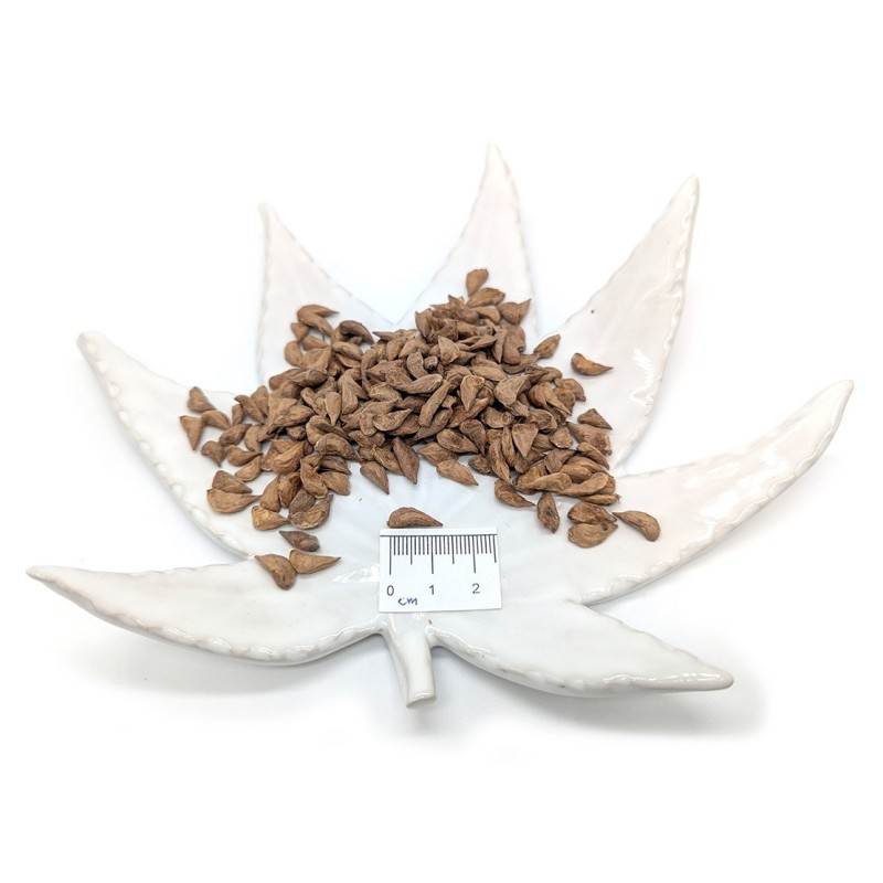 Cedar of Lebanon (cedrus libani) seeds