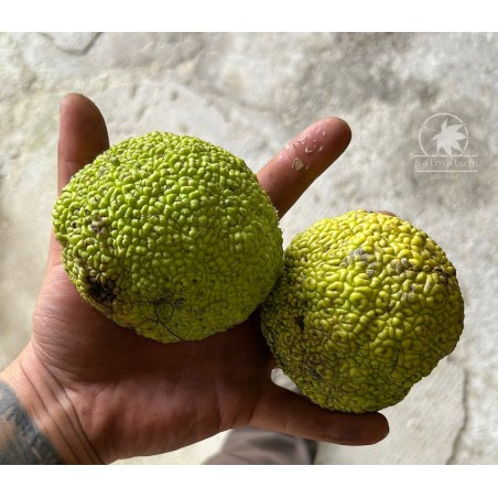 Osage orange (maclura pomifera) seeds