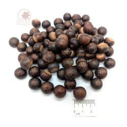 Pin oak (quercus palustris) seeds
