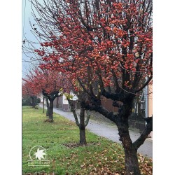 Jabłoń rajska, drobnoowocowa (malus halliana) nasiona