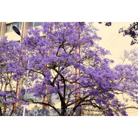 Blue jacaranda (jacaranda mimosifolia) seeds