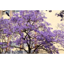 Blue jacaranda (jacaranda mimosifolia) seeds