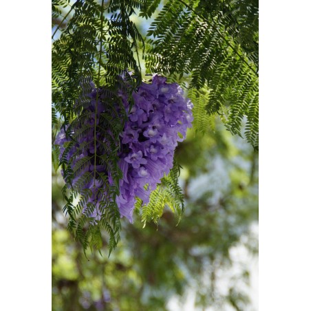 Blue jacaranda (jacaranda mimosifolia) seeds