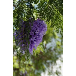 Blue jacaranda (jacaranda mimosifolia) seeds