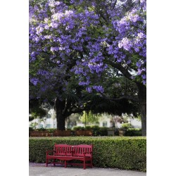Blue jacaranda (jacaranda mimosifolia) seeds