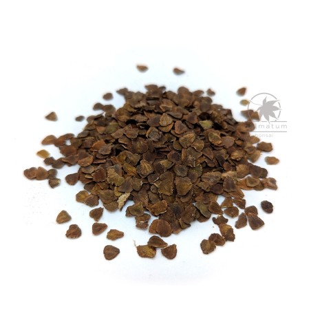 Blue jacaranda (jacaranda mimosifolia) seeds