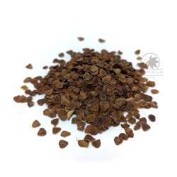 Blue jacaranda (jacaranda mimosifolia) seeds