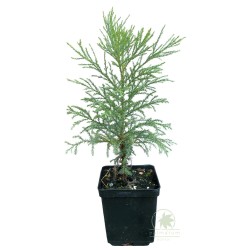 Giant sequoia (sequoiadendron giganteum) seedling