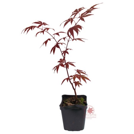 Klon palmowy czerwony (Acer palmatum var atropurpureum) sadzonka