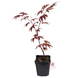 Klon palmowy czerwony (Acer palmatum var atropurpureum) sadzonka
