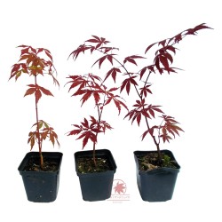 Klon palmowy czerwony (Acer palmatum var atropurpureum) sadzonka