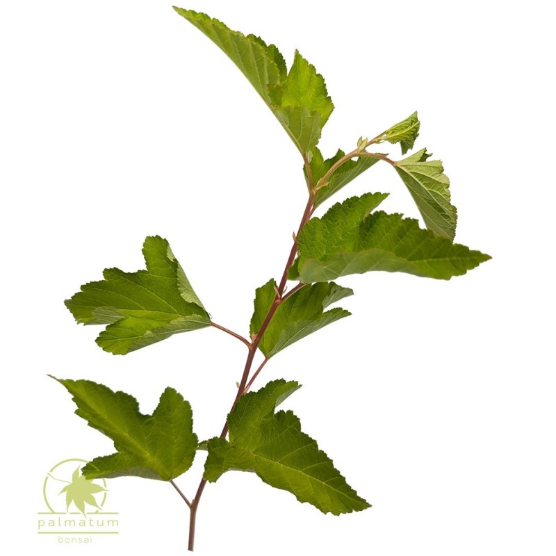 Common ninebark (physocarpus opulifolius) seeds