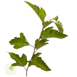 Pęcherznica kalinolistna (physocarpus opulifolius) nasiona