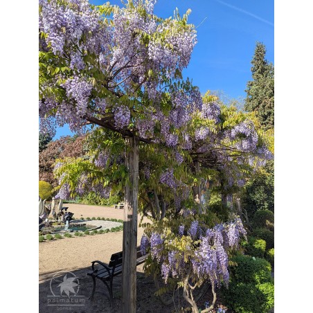 Glicynia chińska (wisteria sinensis) nasiona