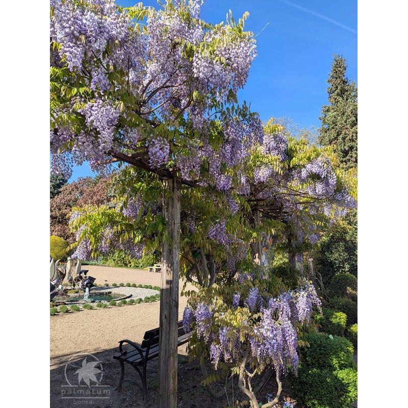 Glicynia chińska (wisteria sinensis) nasiona