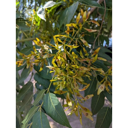 Ailanthus tree (ailanthus altissima) seeds