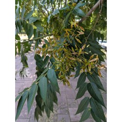 Ailanthus tree (ailanthus altissima) seeds